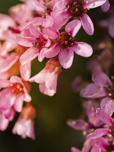 Preview wallpaper flowers, pink, petals