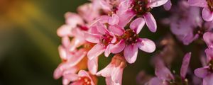 Preview wallpaper flowers, pink, petals