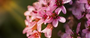 Preview wallpaper flowers, pink, petals