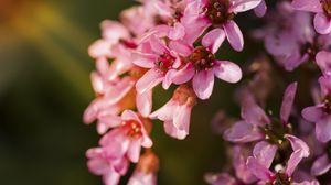 Preview wallpaper flowers, pink, petals
