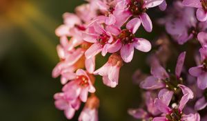 Preview wallpaper flowers, pink, petals