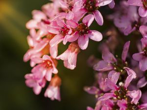 Preview wallpaper flowers, pink, petals