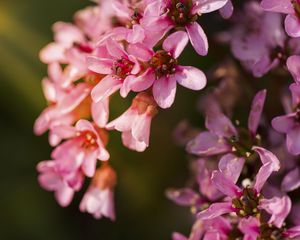 Preview wallpaper flowers, pink, petals