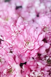 Preview wallpaper flowers, pink, petals, macro, plant