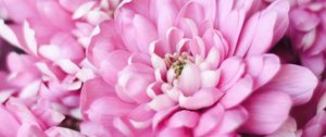 Preview wallpaper flowers, pink, petals, macro, plant