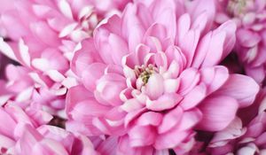 Preview wallpaper flowers, pink, petals, macro, plant