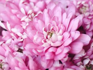 Preview wallpaper flowers, pink, petals, macro, plant