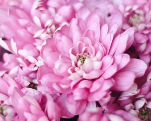 Preview wallpaper flowers, pink, petals, macro, plant