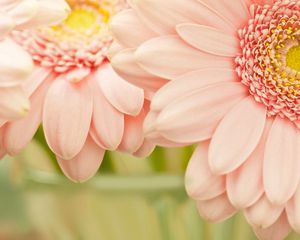 Preview wallpaper flowers, pink, petals, beautiful flowers