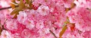 Preview wallpaper flowers, pink, petals, plant, spring