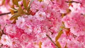Preview wallpaper flowers, pink, petals, plant, spring