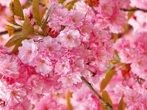 Preview wallpaper flowers, pink, petals, plant, spring