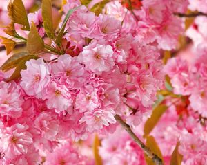 Preview wallpaper flowers, pink, petals, plant, spring