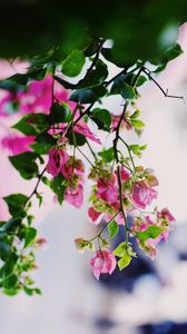 Preview wallpaper flowers, pink, plant, bloom, summer