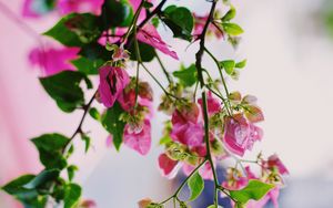 Preview wallpaper flowers, pink, plant, bloom, summer