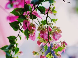 Preview wallpaper flowers, pink, plant, bloom, summer