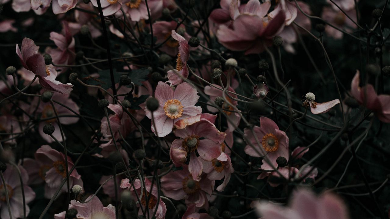 Wallpaper flowers, pink, plant, bloom