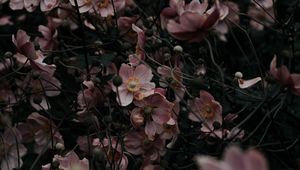 Preview wallpaper flowers, pink, plant, bloom