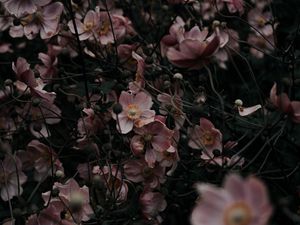 Preview wallpaper flowers, pink, plant, bloom