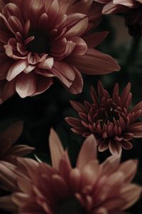 Preview wallpaper flowers, pink, plant, bloom, macro