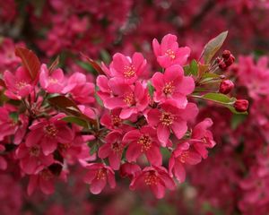 Preview wallpaper flowers, pink, plant, many