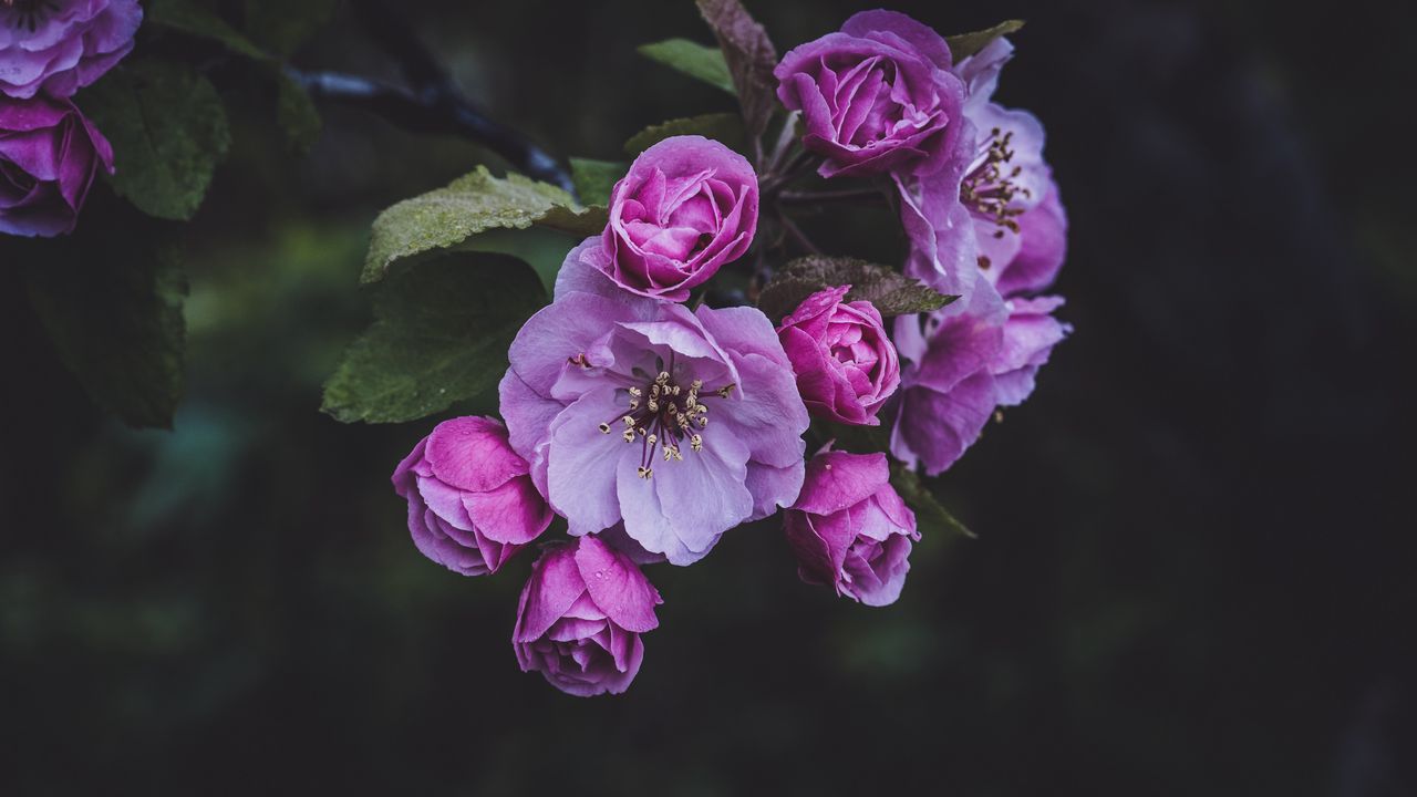 Wallpaper flowers, pink, spring, bloom