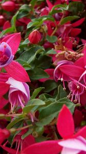 Preview wallpaper flowers, pink, stamens, green, close-up