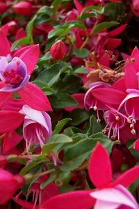 Preview wallpaper flowers, pink, stamens, green, close-up