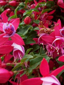 Preview wallpaper flowers, pink, stamens, green, close-up