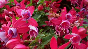 Preview wallpaper flowers, pink, stamens, green, close-up