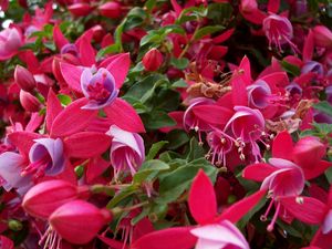 Preview wallpaper flowers, pink, stamens, green, close-up