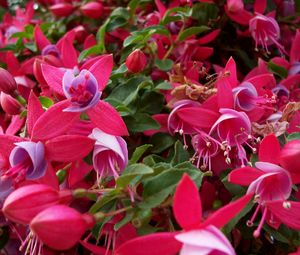 Preview wallpaper flowers, pink, stamens, green, close-up