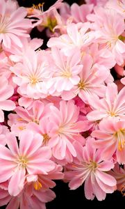 Preview wallpaper flowers, pink, stamens, black background