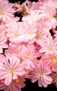 Preview wallpaper flowers, pink, stamens, black background