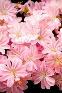 Preview wallpaper flowers, pink, stamens, black background