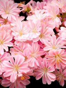 Preview wallpaper flowers, pink, stamens, black background