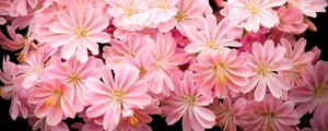 Preview wallpaper flowers, pink, stamens, black background