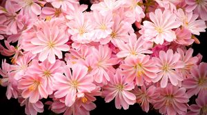 Preview wallpaper flowers, pink, stamens, black background