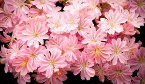 Preview wallpaper flowers, pink, stamens, black background