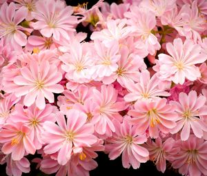 Preview wallpaper flowers, pink, stamens, black background