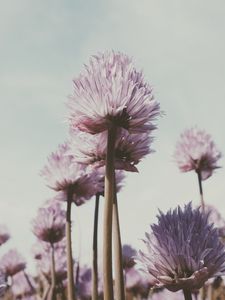 Preview wallpaper flowers, plant, bloom, stem, petals