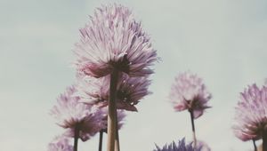 Preview wallpaper flowers, plant, bloom, stem, petals