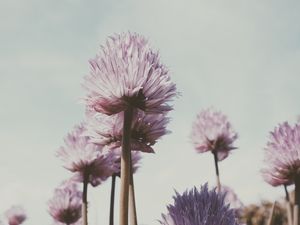 Preview wallpaper flowers, plant, bloom, stem, petals