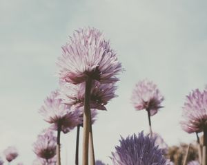 Preview wallpaper flowers, plant, bloom, stem, petals