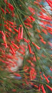 Preview wallpaper flowers, plant, bloom, red