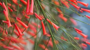 Preview wallpaper flowers, plant, bloom, red