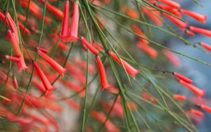 Preview wallpaper flowers, plant, bloom, red