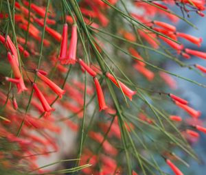 Preview wallpaper flowers, plant, bloom, red