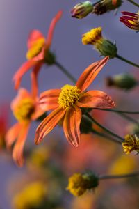 Preview wallpaper flowers, plant, bloom, orange, yellow
