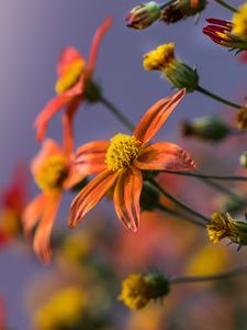 Preview wallpaper flowers, plant, bloom, orange, yellow